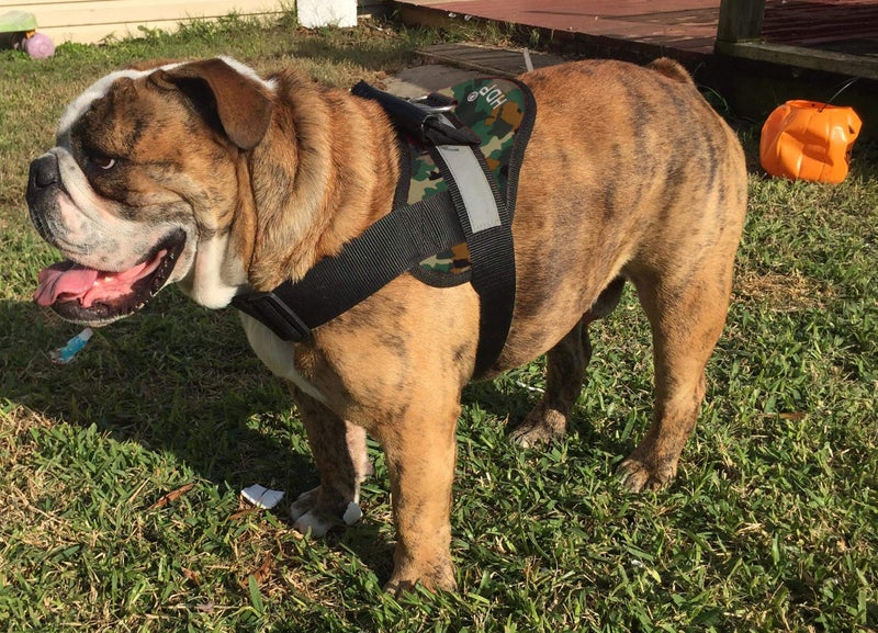 HDP Big Dog Soft No Pull Harness Size:XLarge Color:Camo - Image 1